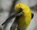 Prothonotary Warbler