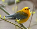 Prothonotary Warbler