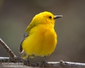 Prothonotary Warbler