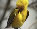 Prothonotary Warbler