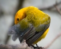 Prothonotary Warbler