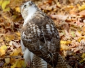 Red-tailed Hawk Juvenile