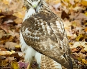 Red-tailed Hawk Juvenile