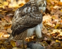 Red-tailed Hawk Juvenile