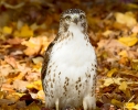 Red-tailed Hawk Juvenile