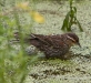 Red-winged Blackbird