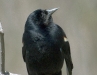 Red-winged Blackbird