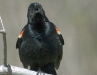 Red-winged Blackbird