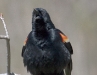 Red-winged Blackbird