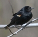 Red-winged Blackbird