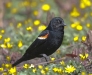 Red-winged Blackbirds