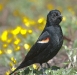 Red-winged Blackbird