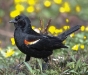 Red-winged Blackbird