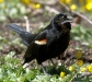 Red-winged Blackbird
