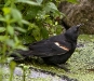 Red-winged Blackbird