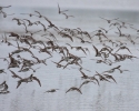 Shorebirds in Flight