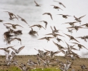 Shorebirds in Flight