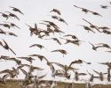 Shorebirds in Flight