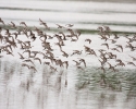 Shorebirds in Flight