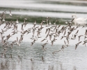 Shorebirds in Flight