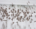 Shorebirds in Flight