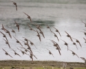 Shorebirds in Flight