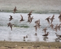 ShorebirdsinFlight