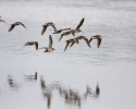 Shorebirds in Flight