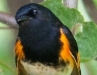 American Redstart