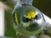 Golden-winged Warbler