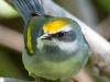 Golden-winged Warbler