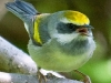 Golden-winged Warbler