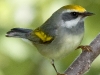 Golden-winged Warbler