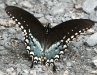 Spicebush Swallowtail
