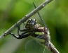 Spiketail Dragonfly