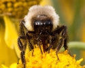 Bumblebee Closeup