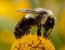 Bumblebee
