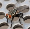 Flesh Fly