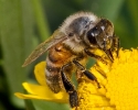 Honey Bee