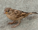 House Sparrow Male