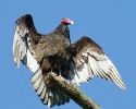 Turkey Vulture