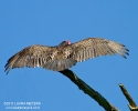 Turkey Vulture wings spread