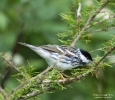 Blackpoll Warbler
