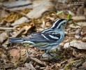 Black and White Warbler