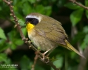 Common Yellowthroat Male Warbler