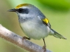 Golden-winged Warbler