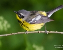 Magnolia Warbler