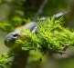 Northern Parula