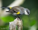 Yellow-rumped Warbler