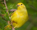 Warblers